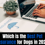 Which is the Best Pet Insurance for Dogs in 2024