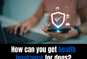 How can you get health insurance for dogs?