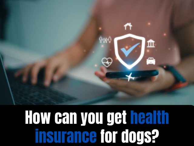 How can you get health insurance for dogs?