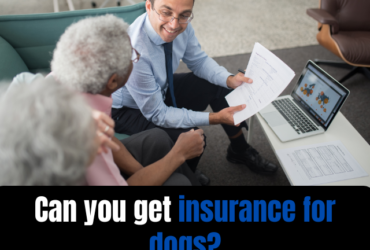 Can you get insurance for dogs?